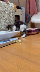 工藤友子ブリーダーのブログ：今朝の子猫達