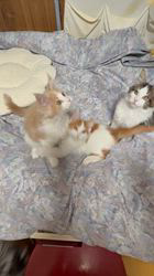 工藤友子ブリーダーのブログ：今朝の子猫達