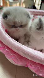 久保田みね子ブリーダーのブログ：モフモフでかわいい♡スコティッシュフォールドの子猫ちゃん❤️