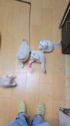 入谷真以ブリーダーのブログ：ご家族様募集中🏡