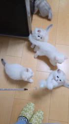 入谷真以ブリーダーのブログ：ご家族様募集中🏡