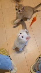 入谷真以ブリーダーのブログ：ご家族様募集中🏡