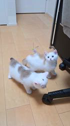 入谷真以ブリーダーのブログ：ご家族様募集中🏡