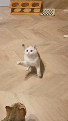 入谷真以ブリーダーのブログ：ご家族様募集中🏡