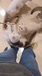 入谷真以ブリーダーのブログ：ご家族様募集中🏡