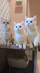 入谷真以ブリーダーのブログ：ご家族様募集中🏡