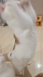 入谷真以ブリーダーのブログ：ご家族様募集中🏡