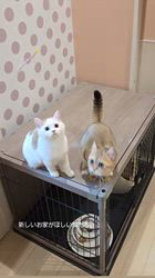 入谷真以ブリーダーのブログ：ご家族様募集中🏡