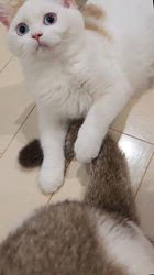 入谷真以ブリーダーのブログ：ご家族様募集中🏡