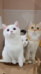 入谷真以ブリーダーのブログ：ご家族様募集中🏡