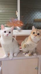 入谷真以ブリーダーのブログ：ご家族様募集中🏡