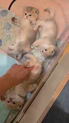 入谷真以ブリーダーのブログ：ご家族様募集中🏡