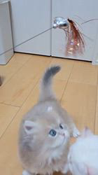 入谷真以ブリーダーのブログ：ご家族様募集中🏡