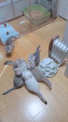 入谷真以ブリーダーのブログ：ご家族様募集中🏡