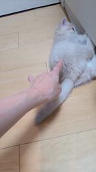 入谷真以ブリーダーのブログ：ご家族様募集中🏡
