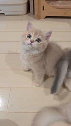 入谷真以ブリーダーのブログ：ご家族様募集中🏡