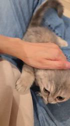 入谷真以ブリーダーのブログ：ご家族様募集中🏡