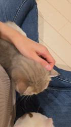 入谷真以ブリーダーのブログ：ご家族様募集中🏡