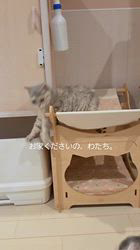 入谷真以ブリーダーのブログ：ご家族様募集中🏡