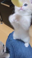 入谷真以ブリーダーのブログ：ご家族様募集中🏡