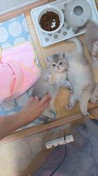 入谷真以ブリーダーのブログ：ご家族様募集中🏡