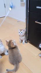 入谷真以ブリーダーのブログ：ご家族様募集中🏡