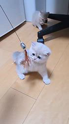 のブログ：ご家族様募集中🏡