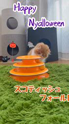 纐纈茂幸ブリーダーのブログ：🎃ハッピーハロウィン🎃2025🎃