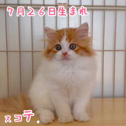 纐纈茂幸ブリーダーのブログ：㊗️かわいいスコティッシュちゃんお引き渡し㊗️