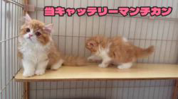 纐纈茂幸ブリーダーのブログ：🎃成長してもモコモコかわいい当キャッテリーの子猫たち