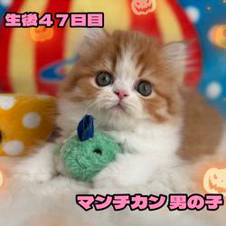 纐纈茂幸ブリーダーのブログ：🎃明日掲載予定🎃アイドルマンチカン🎃