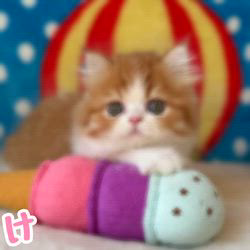 纐纈茂幸ブリーダーのブログ：💞マンチカンdeスーパーアイドル💞