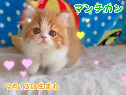 纐纈茂幸ブリーダーのブログ：💞スーパーアイドル💞