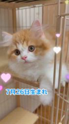 纐纈茂幸ブリーダーのブログ：💞お顔の可愛い男の子💞