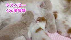 纐纈茂幸ブリーダーのブログ：💞誕生ラズベビー💞