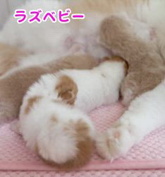 纐纈茂幸ブリーダーのブログ：💞ラズベビー幸せ時間💞