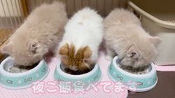 纐纈茂幸ブリーダーのブログ：💞当キャッテリー特製離乳食💞