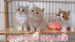 纐纈茂幸ブリーダーのブログ：💞息もピッタリ仲良し3兄弟💞