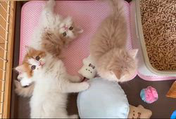 纐纈茂幸ブリーダーのブログ：💞穏やかタイム💞