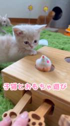 纐纈茂幸ブリーダーのブログ：💞ミニチュアタイプ4兄弟姉妹💞