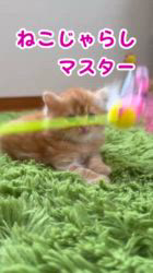のブログ：🎃ねこじゃらしマスター🎃