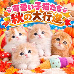 纐纈茂幸ブリーダーのブログ：🎃可愛い子猫たち秋の大行進🎃