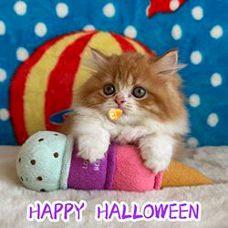 纐纈茂幸ブリーダーのブログ：🎃happy Halloween🎃