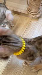 河崎孝太ブリーダーのブログ：💛【R7.7.24生】ベンガル子猫ちゃん💛