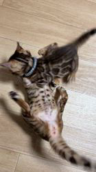 河崎孝太ブリーダーのブログ:優しいお姉ちゃん