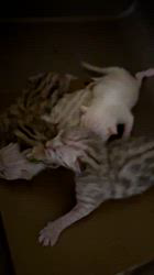 河崎孝太ブリーダーのブログ：出産報告