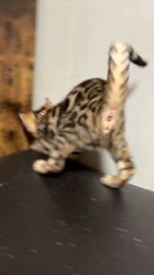 河崎孝太ブリーダーのブログ：【R7.9.3生】ベンガルの子猫ちゃんお値段見直しました🆕