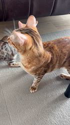 河崎孝太ブリーダーのブログ：🧡🩷ベンガルの子猫ちゃん🤎🧡🤍