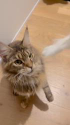 メインクーン【長野県・女の子・2024年8月13日・ブラウンタビー】避妊