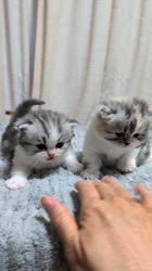 のブログ：くるみちゃんベビーズ　ムチコロ激カワ💕